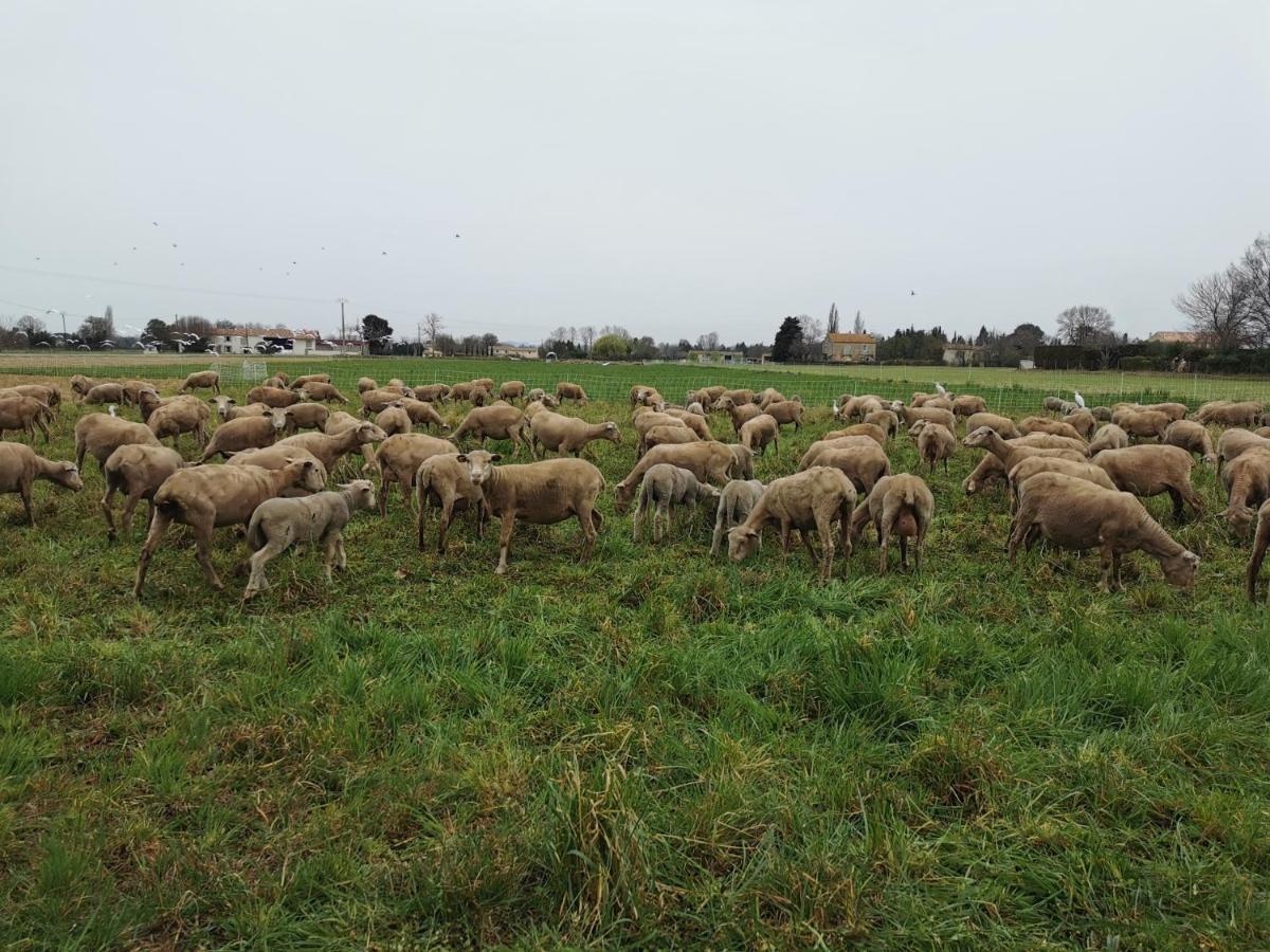 Maison De Vacances L'Hote Champetre Campagne Arlesienne Kültér fotó